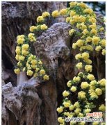 坚强独立的象征及其寓意 以代表独立自强的花