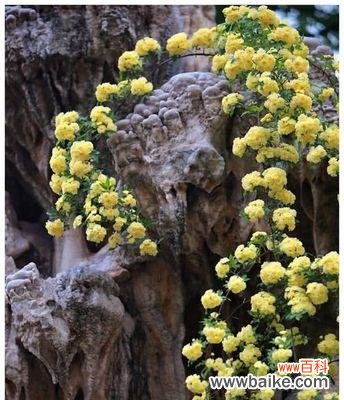 坚强独立的象征及其寓意 以代表独立自强的花