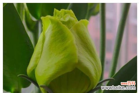 花开无声 单相思花开,思念如潮