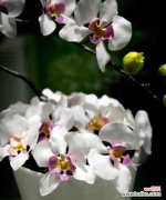 以白色玫瑰为象征的深情友谊 纯洁友谊的花