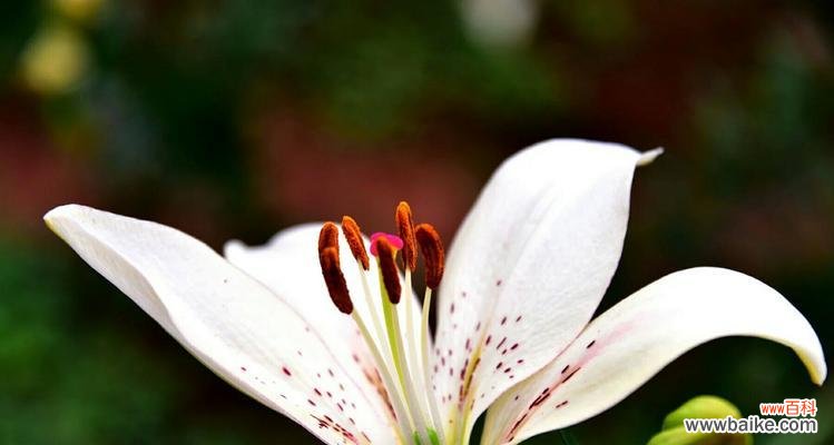 自然之灵 纯洁之美——代表纯洁的植物