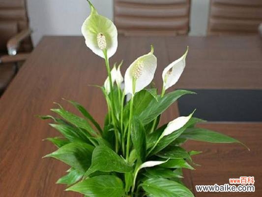 自然之灵 纯洁之美——代表纯洁的植物