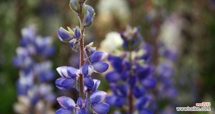 探索植物中的奉献精神 代表奉献的植物