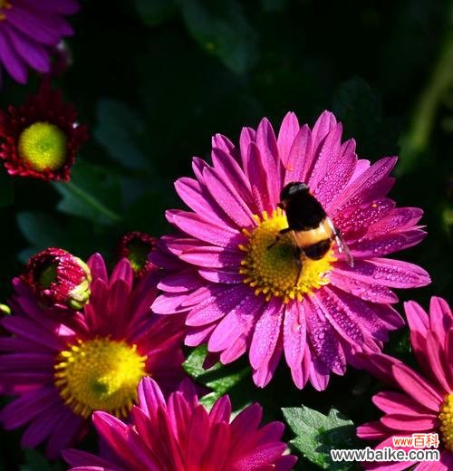 探索植物中的奉献精神 代表奉献的植物