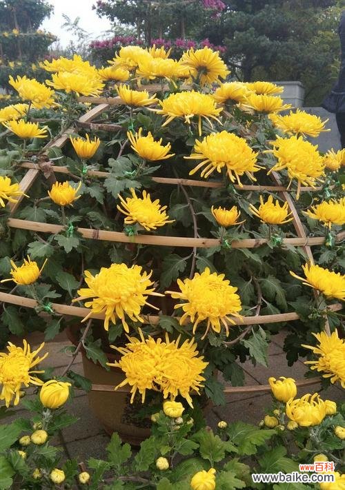 探索植物中的奉献精神 代表奉献的植物