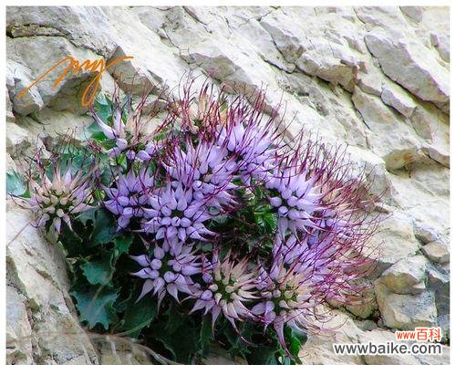 揭秘“恶魔之花”的神秘面纱 恶魔之花——邪恶与美丽的交织