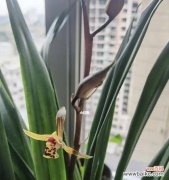 探寻自然之美 高雅之美