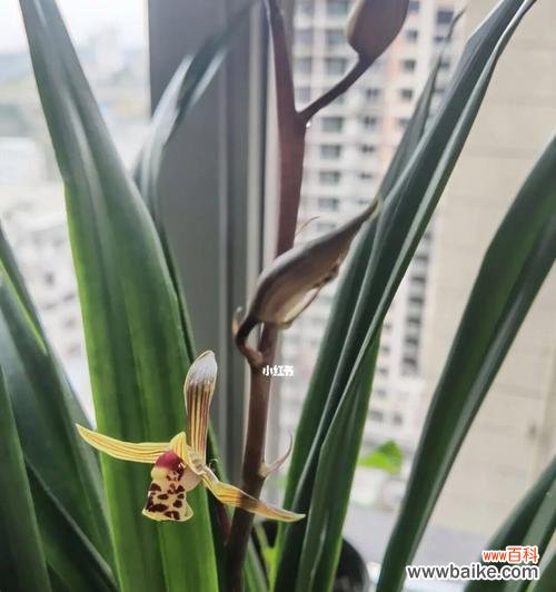 探寻自然之美 高雅之美