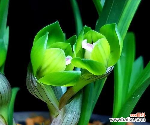 探寻自然之美 高雅之美