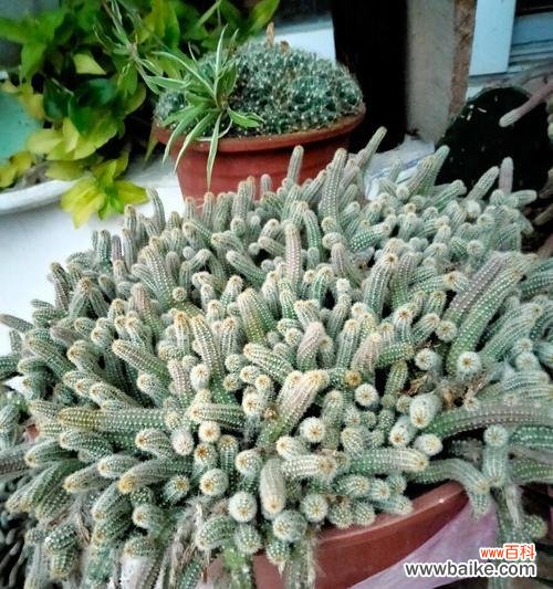 探寻花海中的孤傲之美 高冷孤傲的花