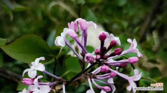 探寻花海中的孤傲之美 高冷孤傲的花