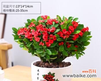 拥有财富与繁荣的绿色宝藏 代表富贵的植物