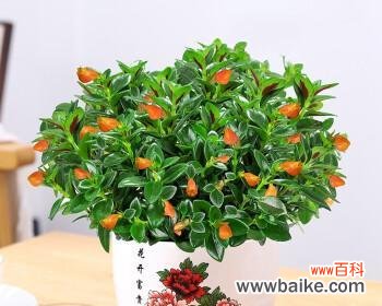 拥有财富与繁荣的绿色宝藏 代表富贵的植物