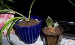 探寻宝石花的神秘魅力 宝石花