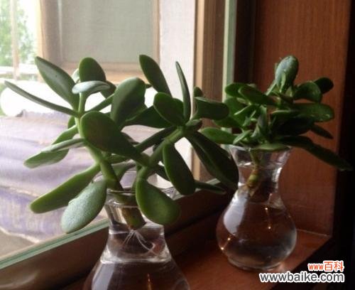 探寻宝石花的神秘魅力 宝石花