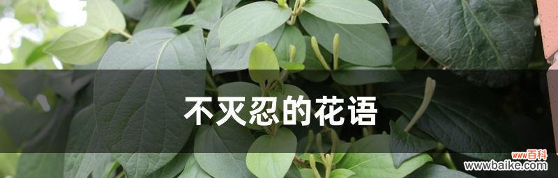 用花语传递心意的魅力与神奇 《花开花落,花语永存》