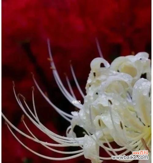 穿越孤寂 彼岸花