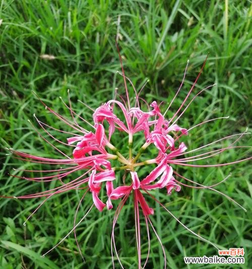 穿越孤寂 彼岸花