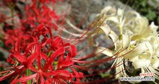 探索彼岸花的丰富内涵 以彼岸花的寓意传递着生命的坚韧与希望