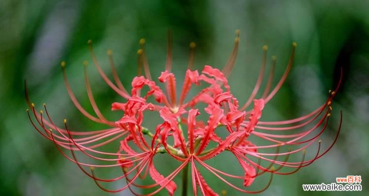 寂寞坚强千年等待 彼岸花