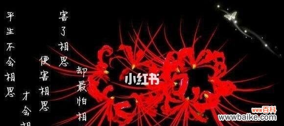 寂寞坚强千年等待 彼岸花