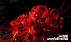 探寻彼岸花的生命哲学与情感表达之美 彼岸花的寓意与含义