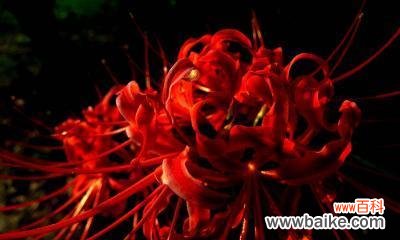 探寻彼岸花的生命哲学与情感表达之美 彼岸花的寓意与含义