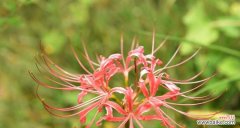 揭开彼岸花神秘面纱的象征意义 彼岸花的花语与象征意义