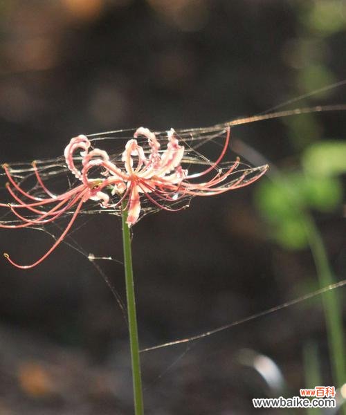 走进彼岸花的世界 彼岸花的含义与生命力
