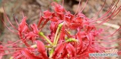 走进彼岸花的世界 彼岸花的含义与生命力