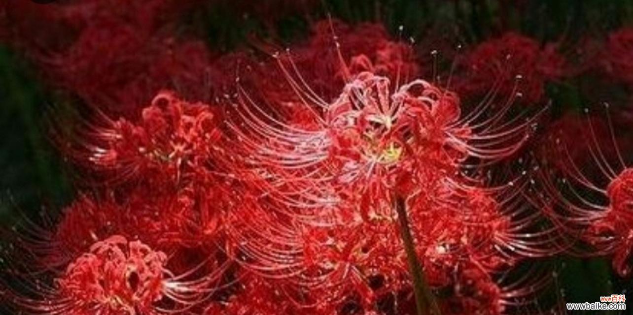 从色彩中探寻彼岸花的意义与寓意 缤纷彼岸花花语——揭开不同颜色花朵的心灵密码