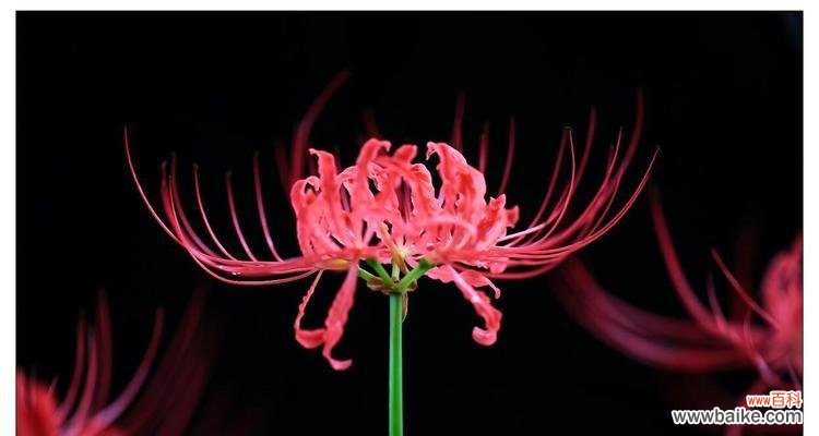 从色彩中探寻彼岸花的意义与寓意 缤纷彼岸花花语——揭开不同颜色花朵的心灵密码