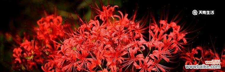 彼岸花的寓意与象征力 彼岸花花语