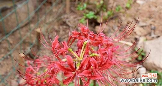 彼岸花的寓意与象征力 彼岸花花语