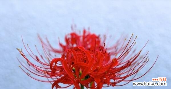 彼岸花的寓意与象征力 彼岸花花语
