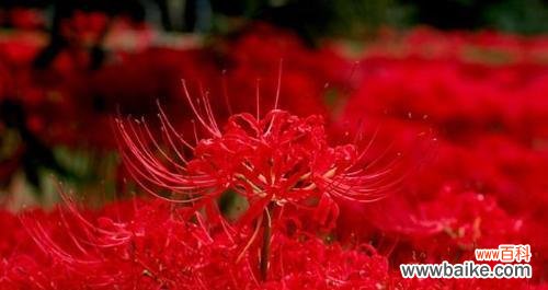 美丽 彼岸花花语大全