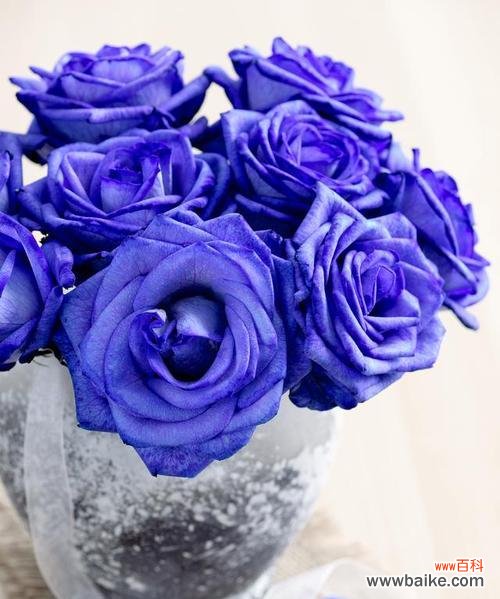 温柔 冰蓝色玫瑰的花语