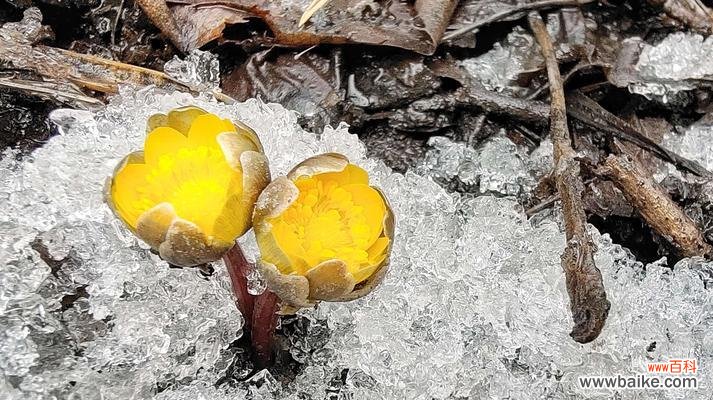 用雪花冰凌花寄托温暖与希望 冰凌花的寓意与美丽