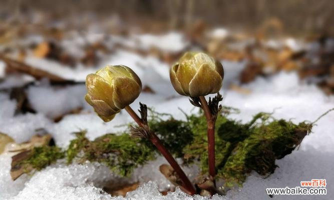 用雪花冰凌花寄托温暖与希望 冰凌花的寓意与美丽