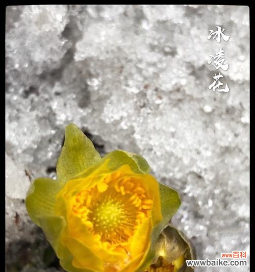 用雪花冰凌花寄托温暖与希望 冰凌花的寓意与美丽