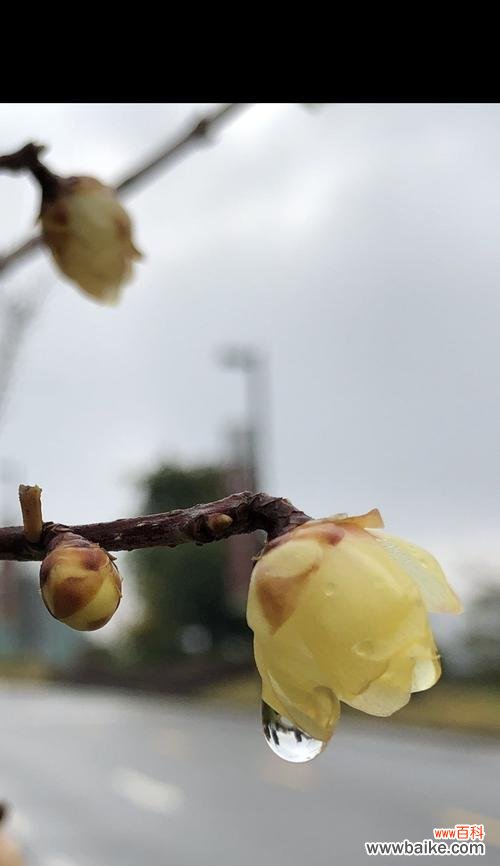 守望生命之美 怀念逝去亲人的花——永恒的思念
