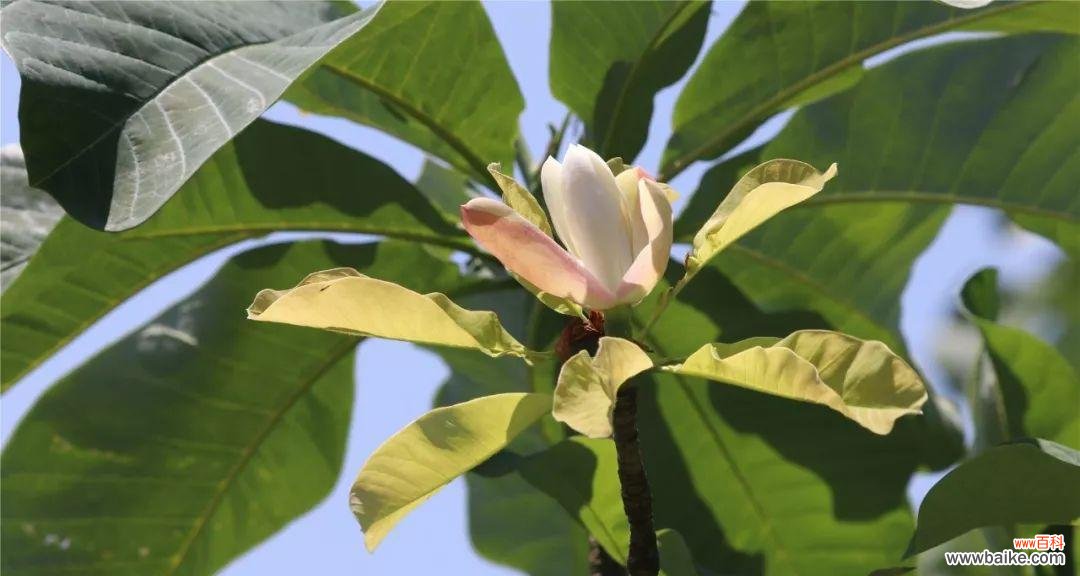 探索世界上象征和平的植物 和平之花