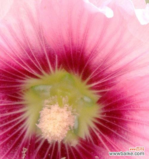 生命的力量与美丽绽放 坚韧不拔的花——向生命的勇气致敬