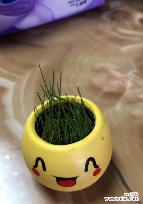 生命的力量与美丽绽放 坚韧不拔的花——向生命的勇气致敬