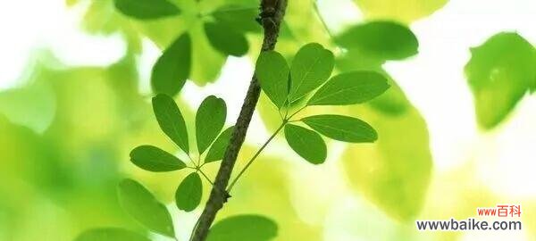 生命的力量与美丽绽放 坚韧不拔的花——向生命的勇气致敬