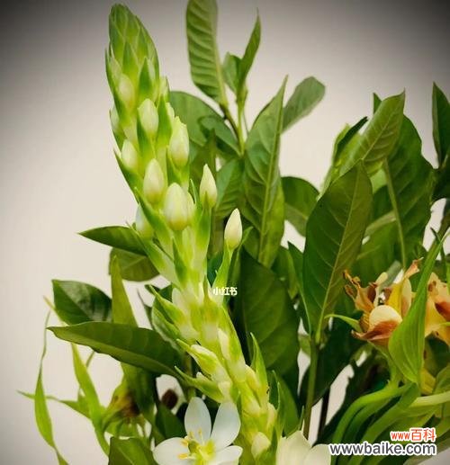 探索父爱的花园 以代表父亲的植物为主题