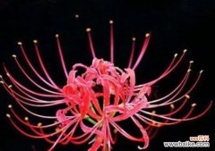 揭秘幻想花的寓意与魅力 幻想花中的奇妙世界