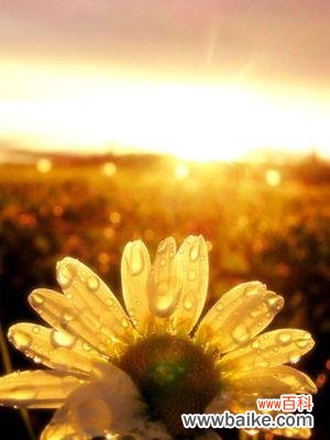 探寻花儿的坚韧力量 花开勇敢——以代表坚强勇敢的花为主题的文章