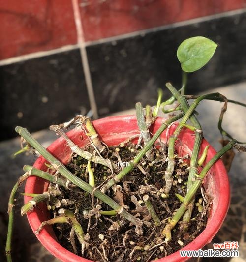 探索自然界中的生命奇迹 坚韧不拔的植物世界