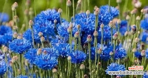 用花朵诠释不屈的力量 傲骨花开,坚强之美